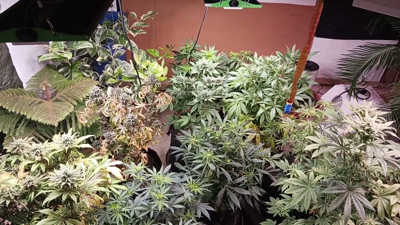 Trigger Warning! Real Breeders
