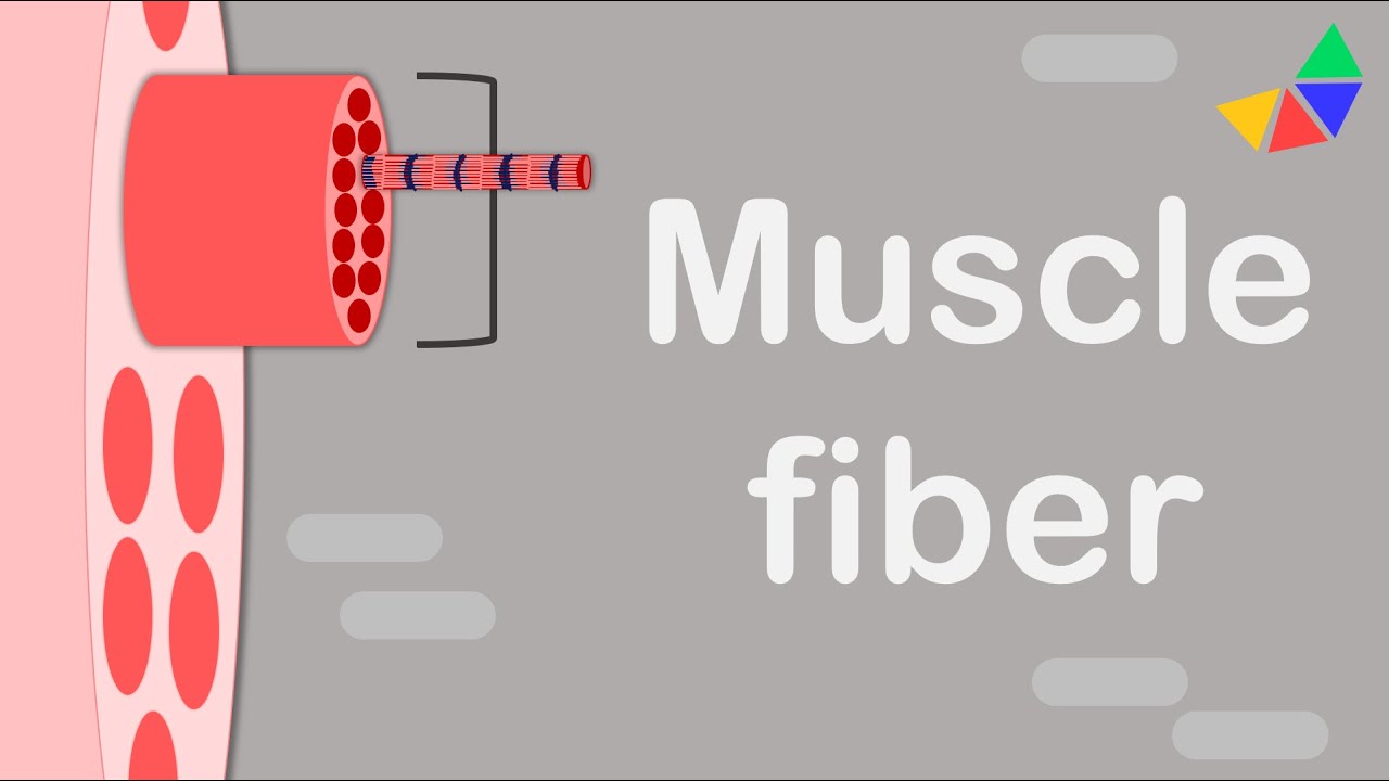 Skeletal Muscle Anatomy
