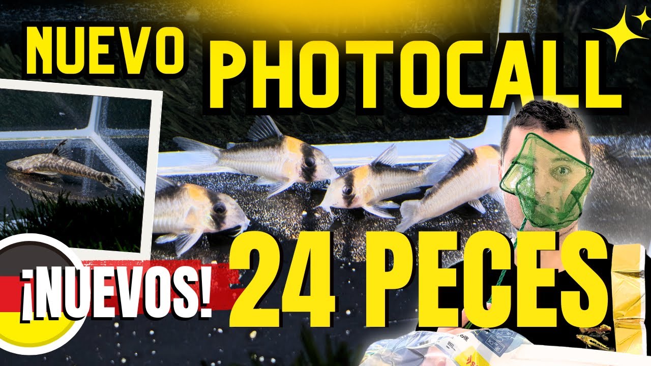 🐠 PHOTOCALL 24 PECES RAROS! CORYDORAS y MÁS - Desfile completo por Nico by 