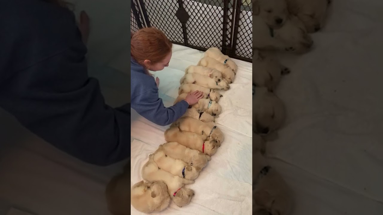 Cute Golden Retriever Puppies Sleeping Peacefully || PETASTIC 🐾