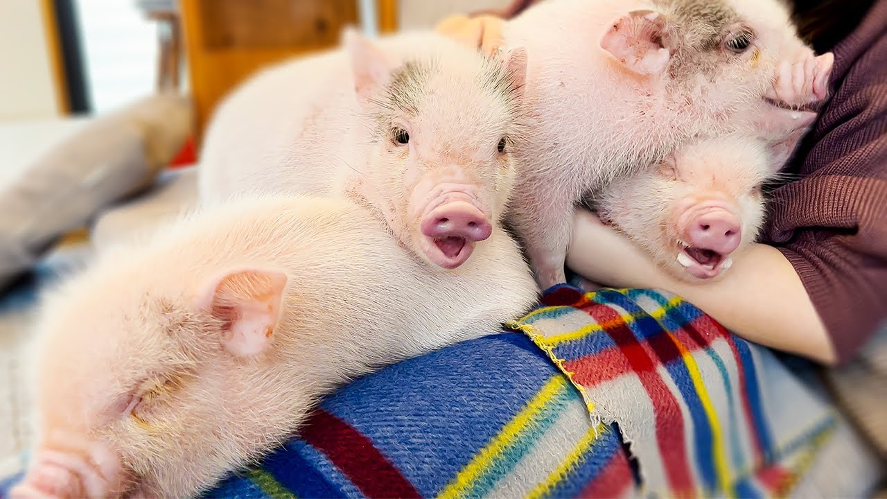Посещение японского кафе Micro Pig🐷 | мипиг кафе Мегуро