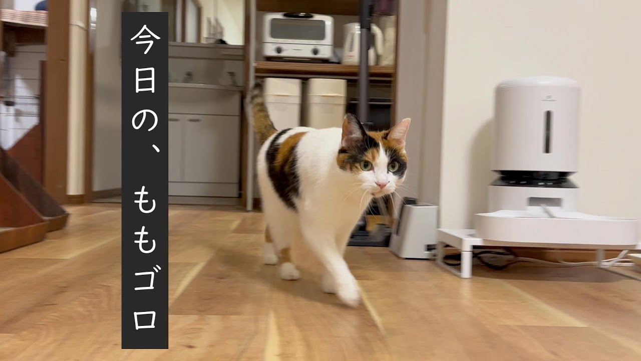 仕事始めの日の猫【三毛猫】【黒猫】