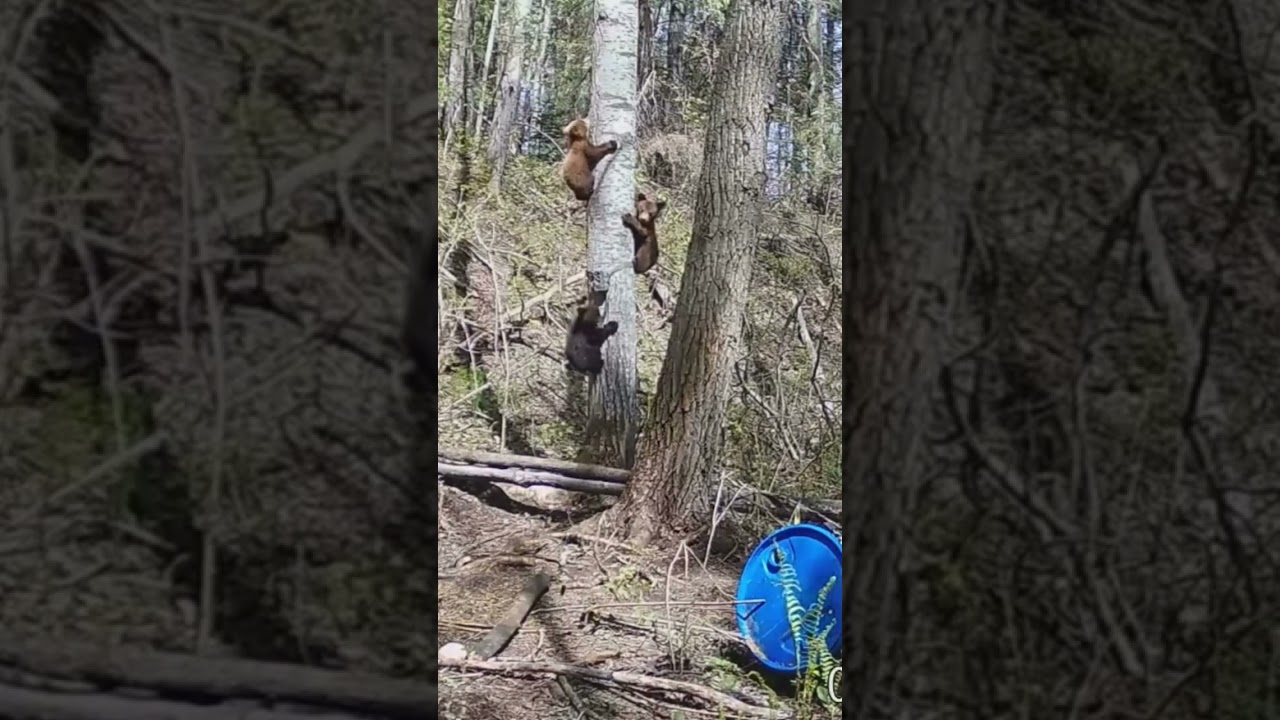 🐻 Black Bear Cubs Climb Tree