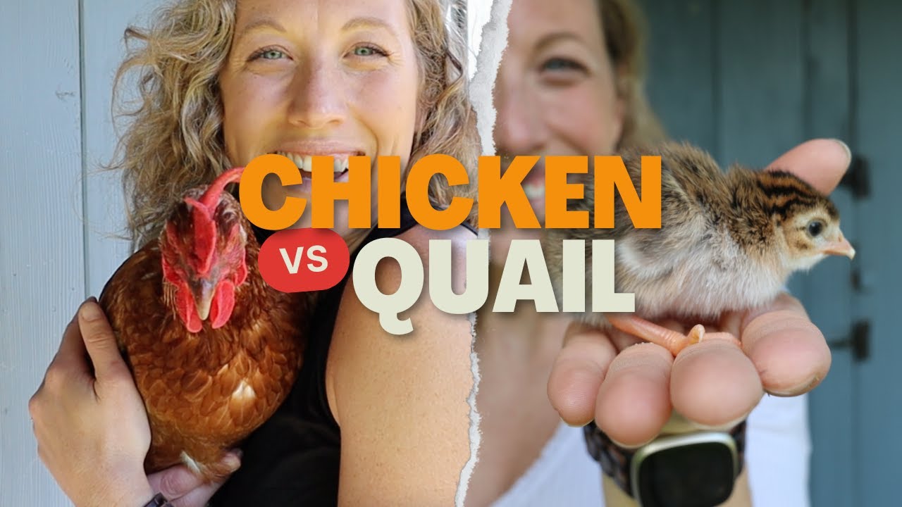 Quail vs Chickens: Which is Better for Urban Homesteaders?