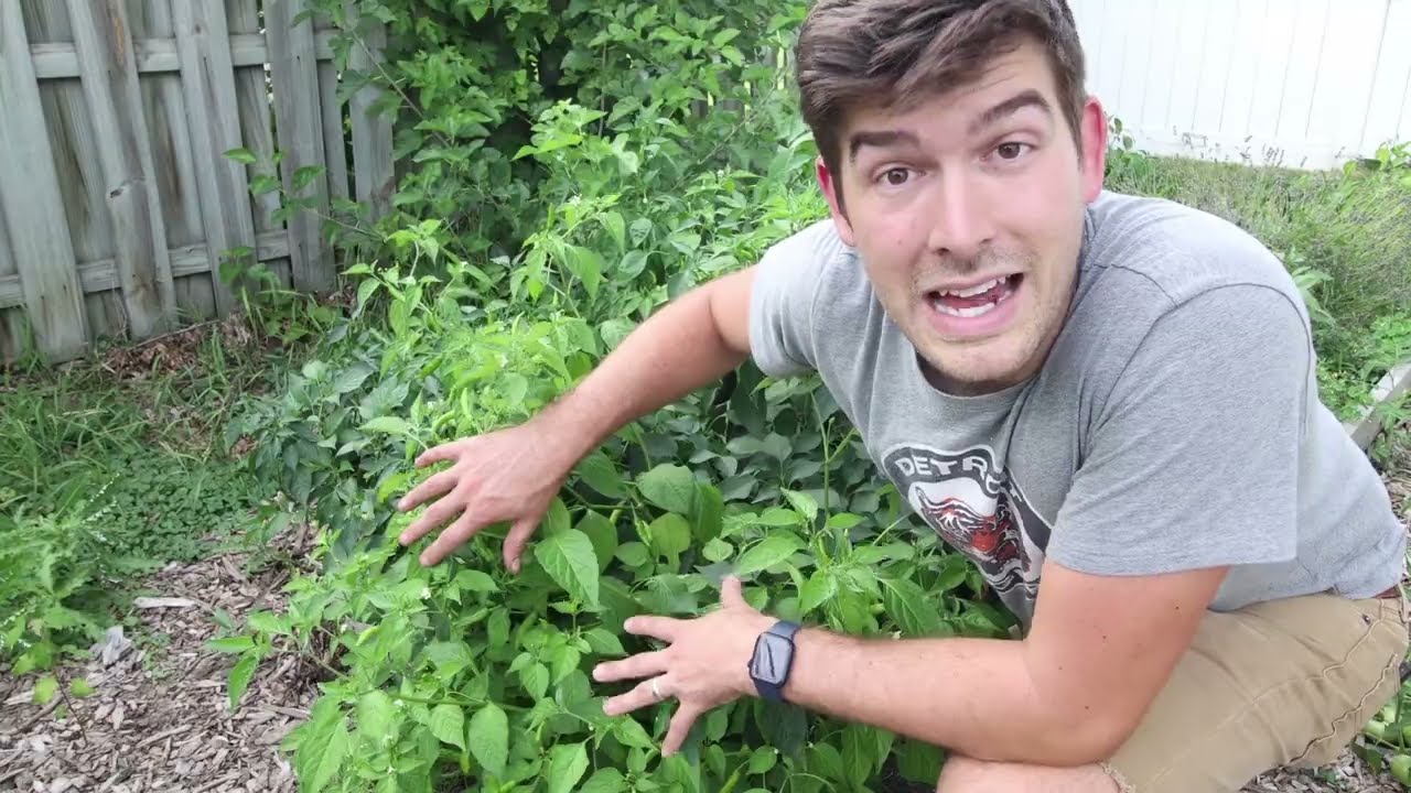 6 Tips To Ensure a BUMPER CROP of Peppers