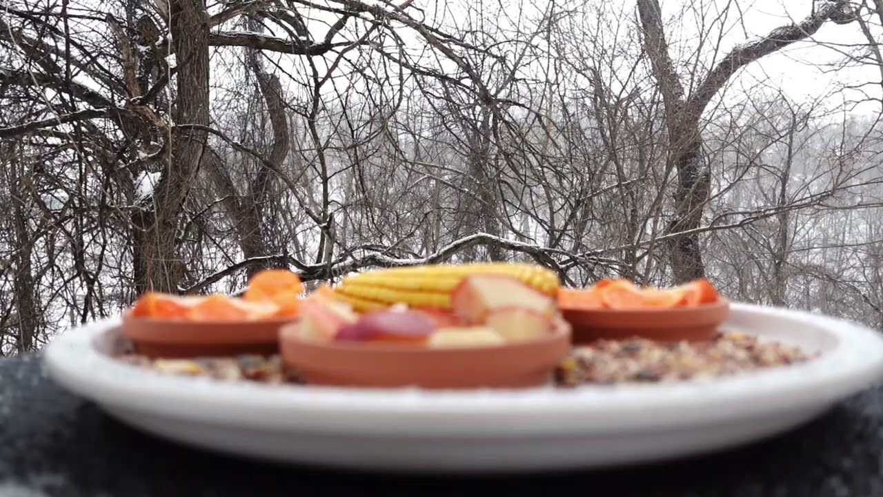 Winter Deck Ambience: Snowfall, City Sounds & Peaceful Backyard Stillness ❄️🕊️