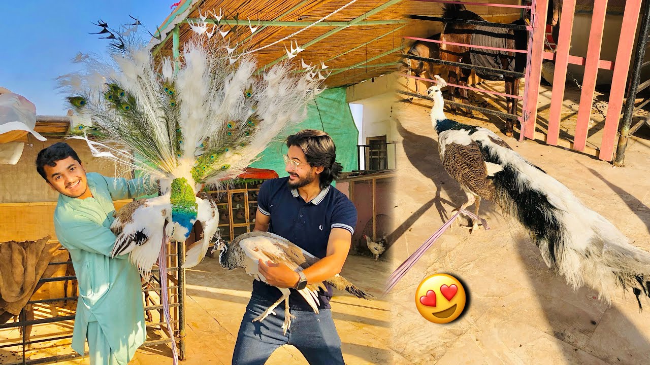 Nayab Mor Le Aiy😍 White Peacocks A Gaiy🦚 Last Vlog 2023