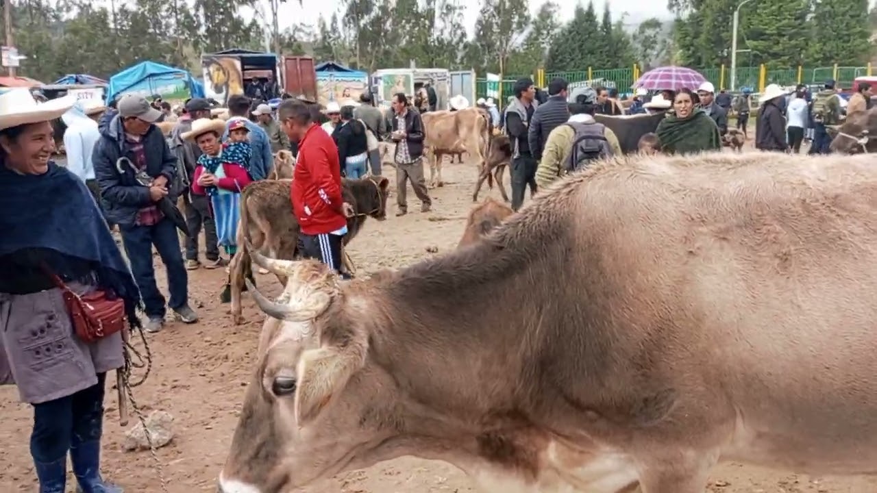 feria ganadera corrales de Bambamarca Dpto Cajamarca Perú...