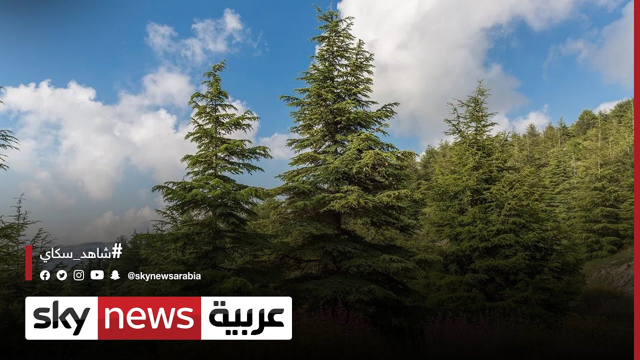 لبنان.. جهود للحفاظ على آلاف من أشجار الأرز في محمية أرز الشوف| #مراسلو_سكاي |#سكاي_لبنان