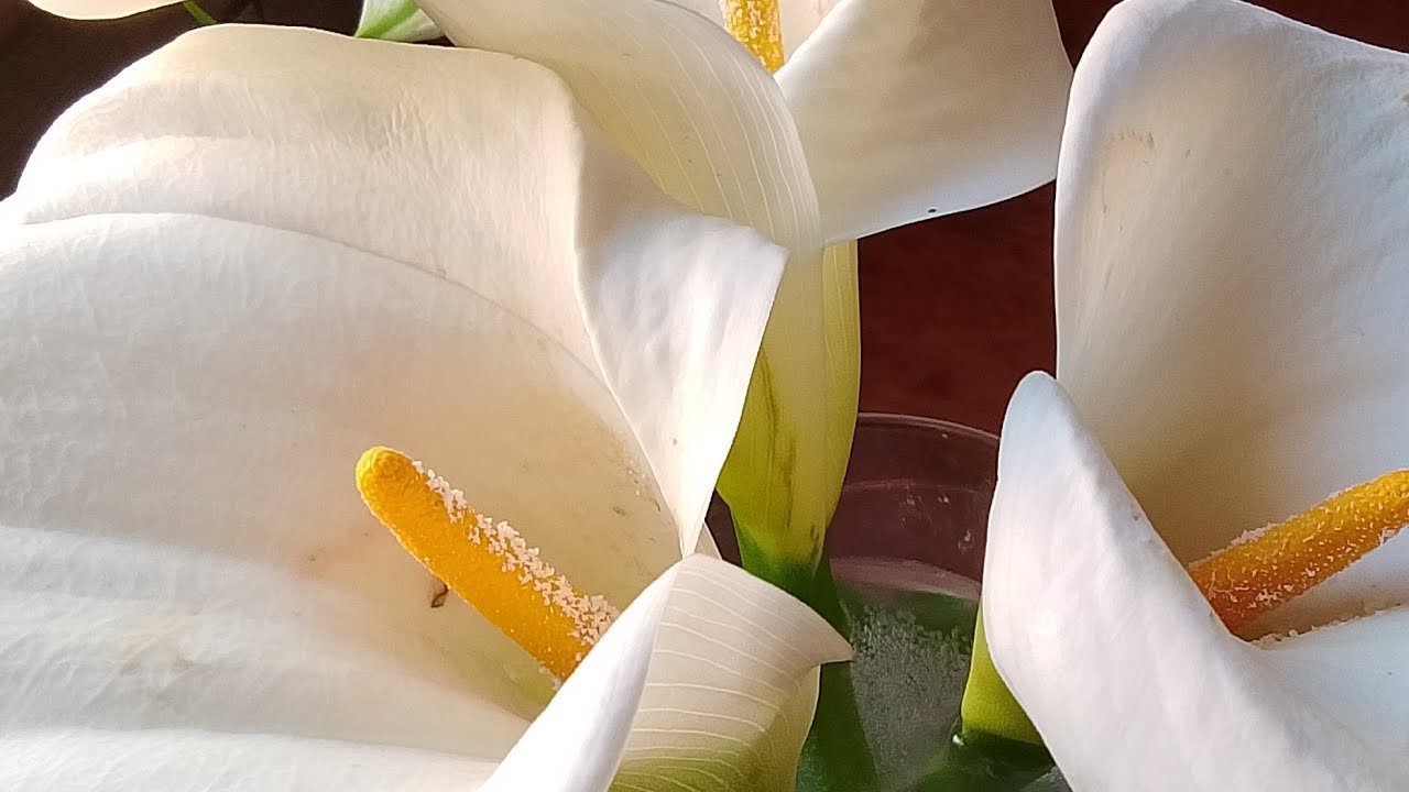 اللهم اشفي مرضانا و مرضى المسلمين رمضان كريم 🕋