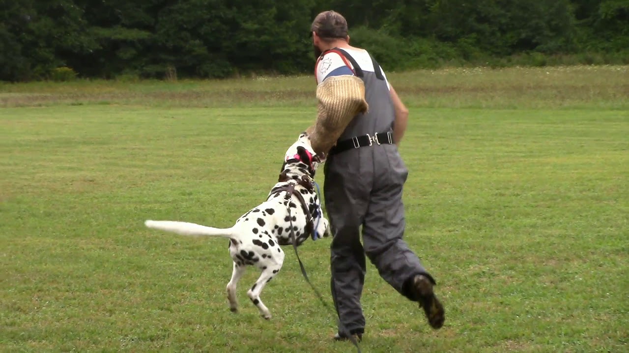 Shane the Schutzhund Dalmatian