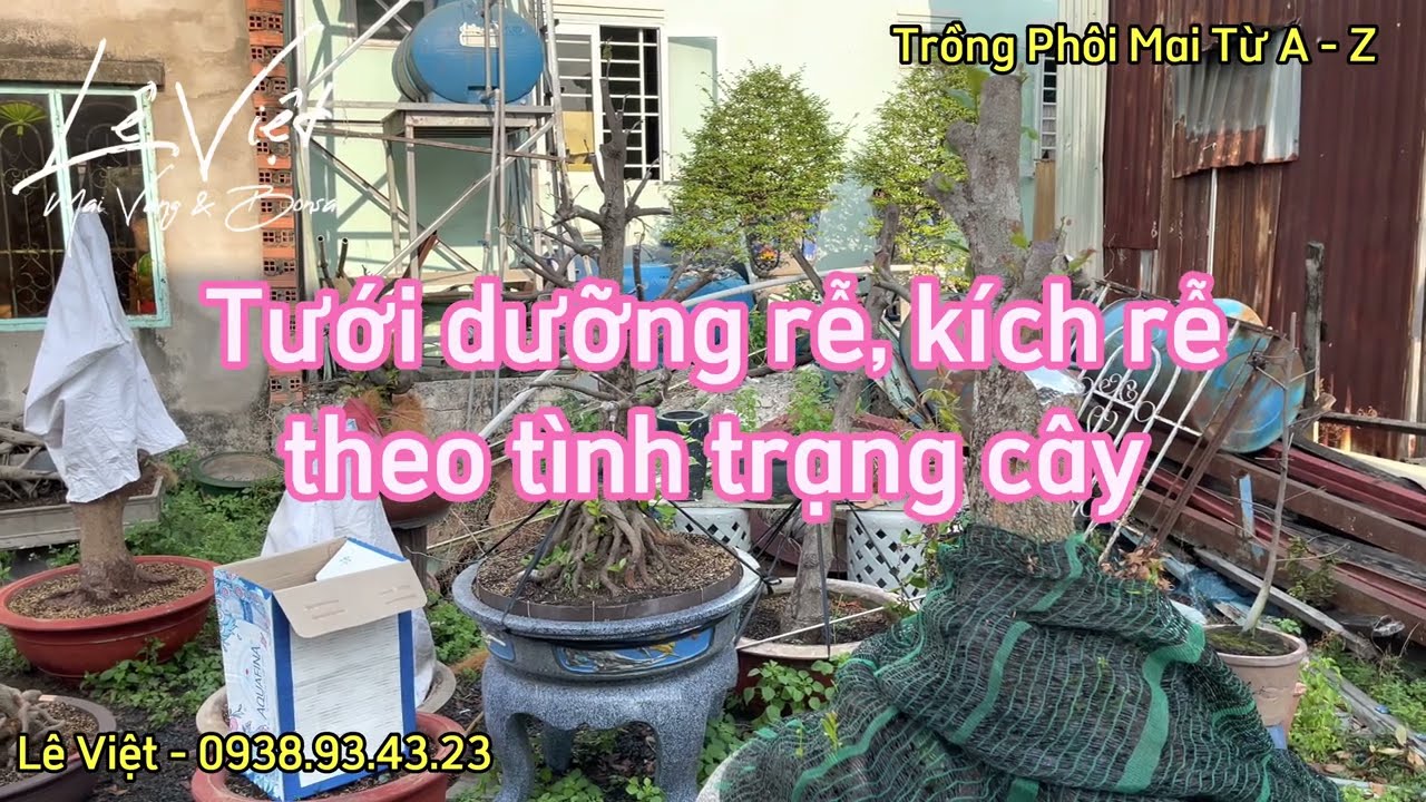 Chọn Mua - Phá Bầu - Nuôi Phôi chi tiết từ A đến Z - Lê Việt - Mai Vàng & Bonsai