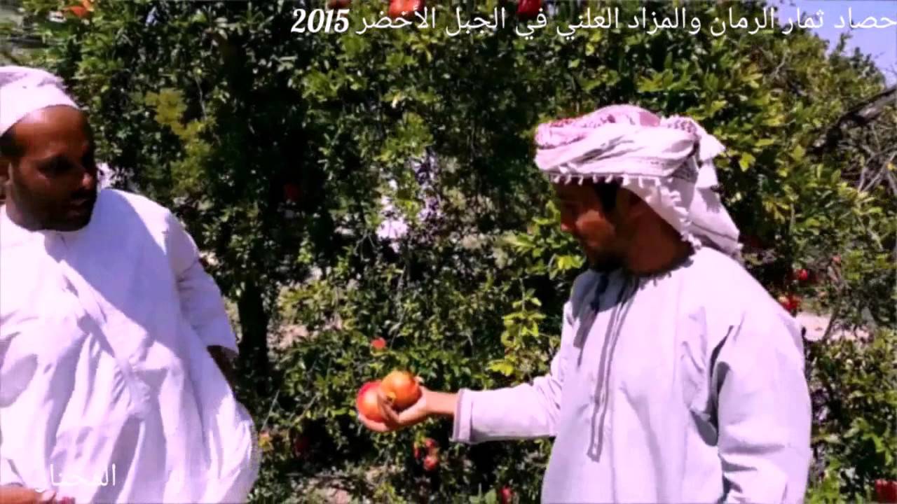 حصاد ثمار الرمان والمزاد العلني في الجبل الأخضر 2015