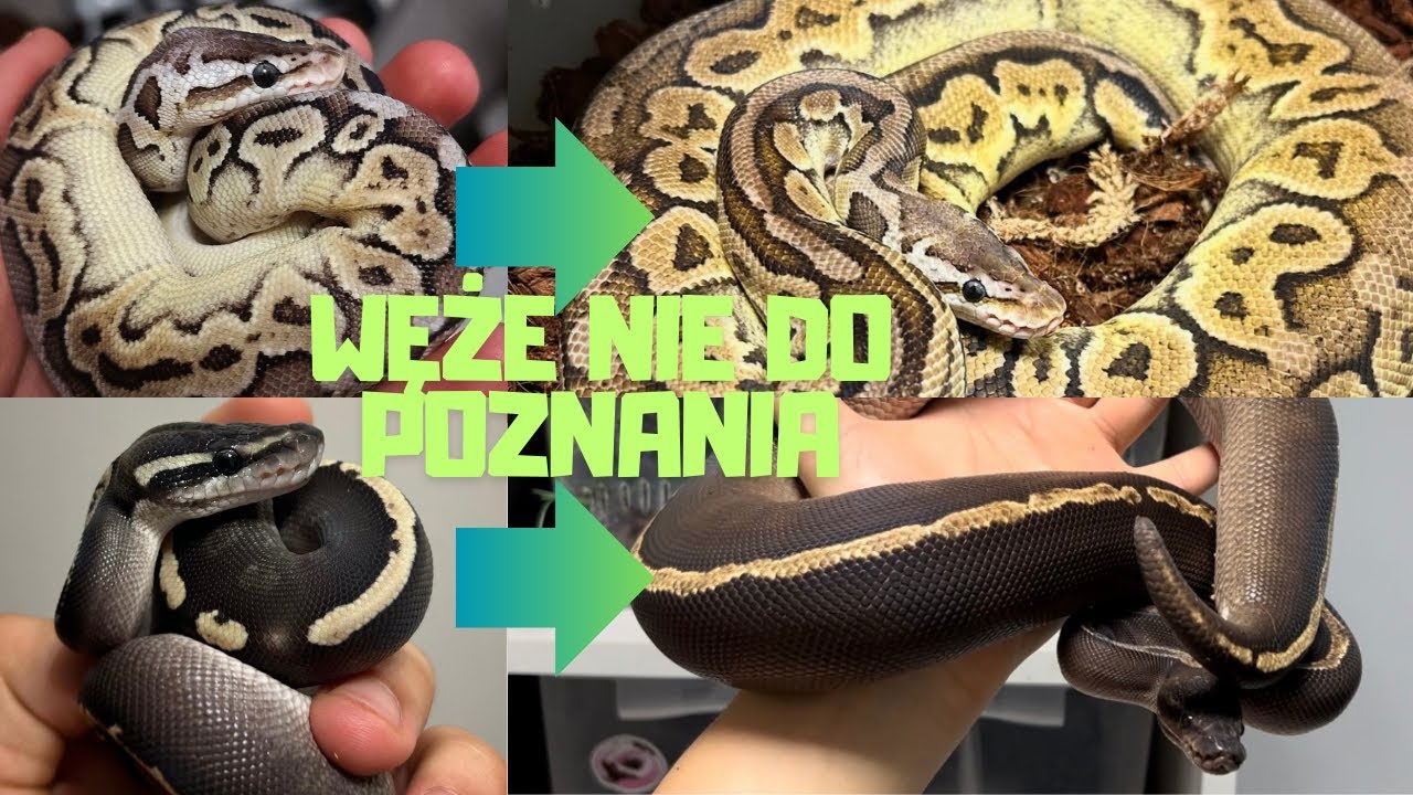 ‼️JAK REGIUS ZMIENIA SIĘ Z WIEKIEM ⁉️