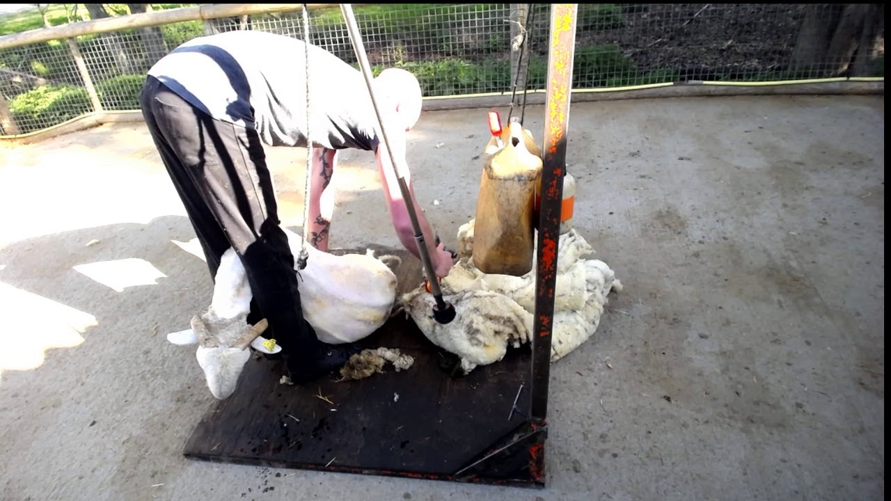 Tonte des moutons de la Ferme Ouverte