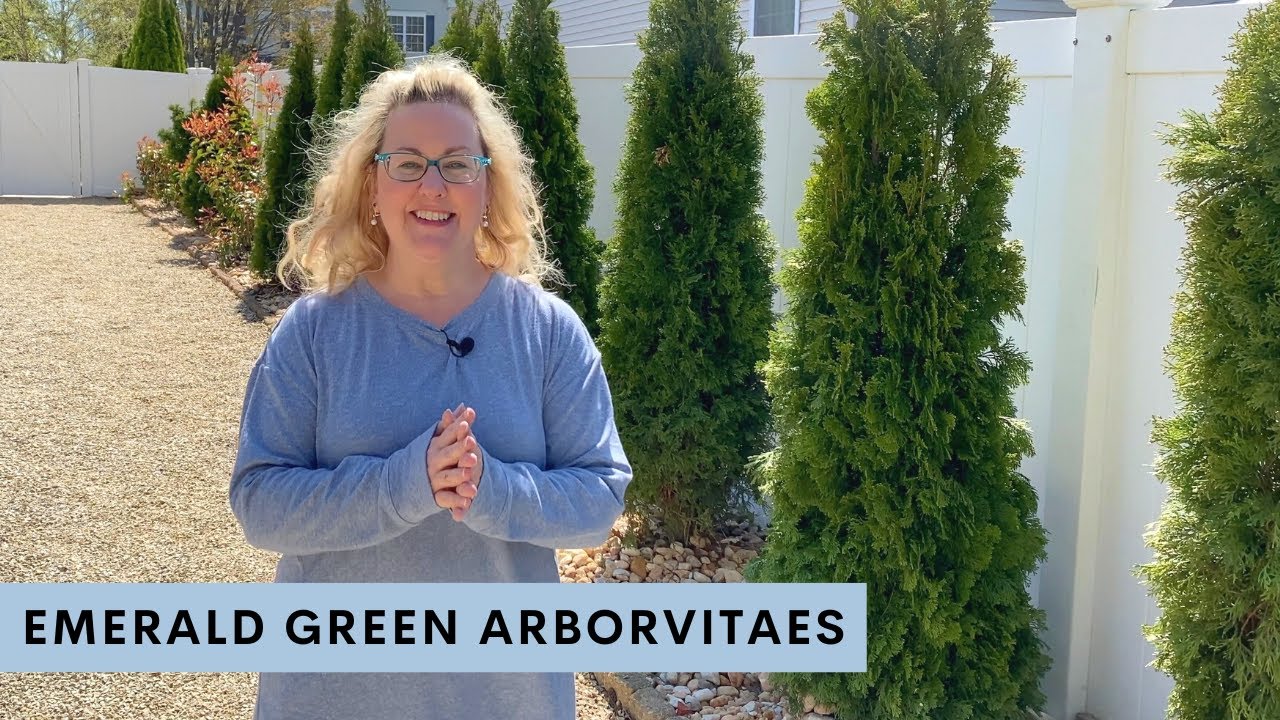 How to Care for your Emerald Green Arborvitae