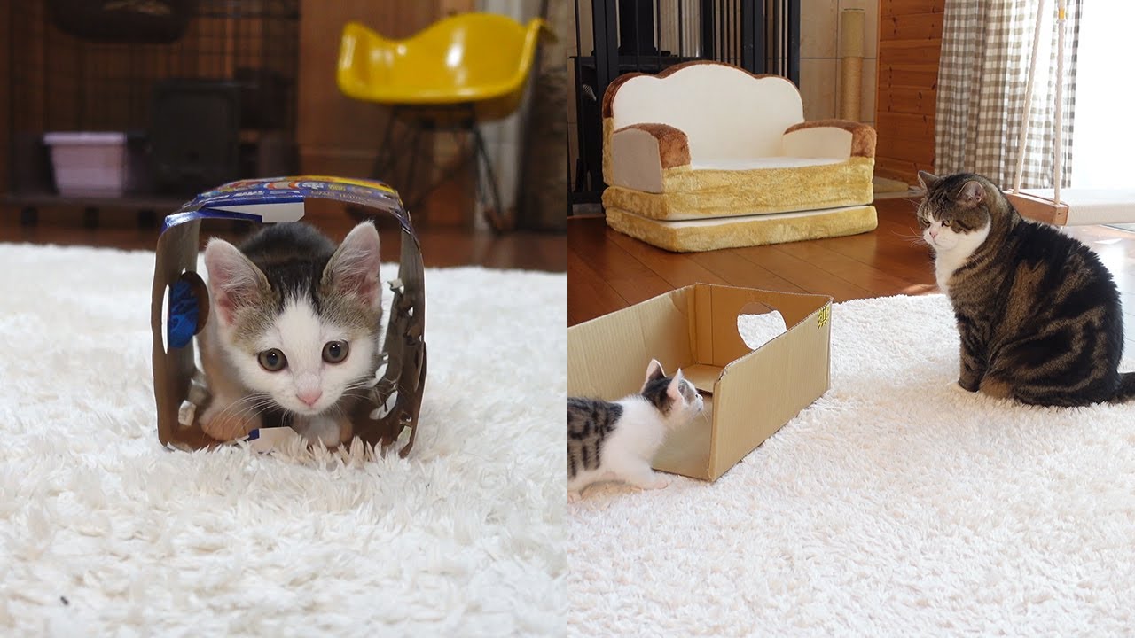 ビール箱の英才教育を受けるねこ。-Kitten Miri is in training of beer box.-