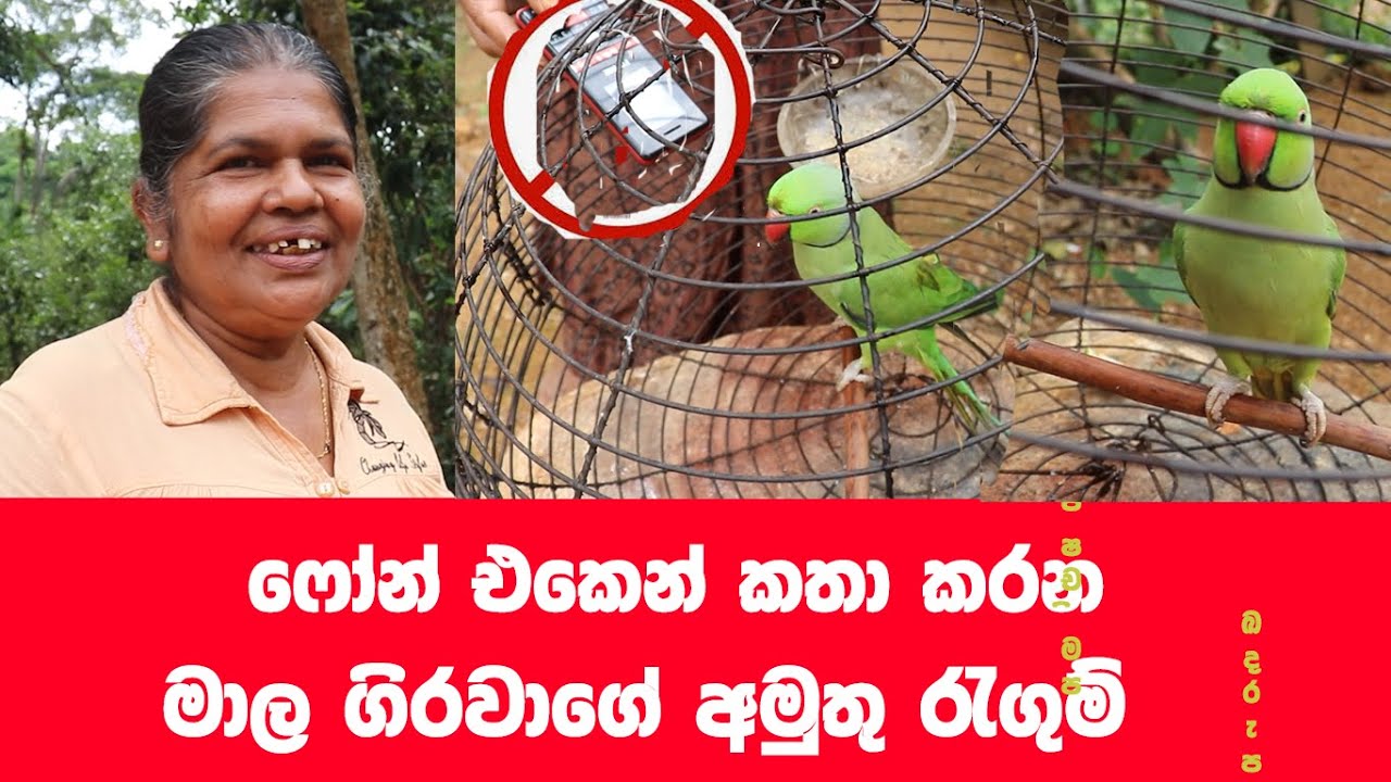 ‍‍‍‍දුරකථනයෙන් අමතන මාල ගිරවාගේ කතාව