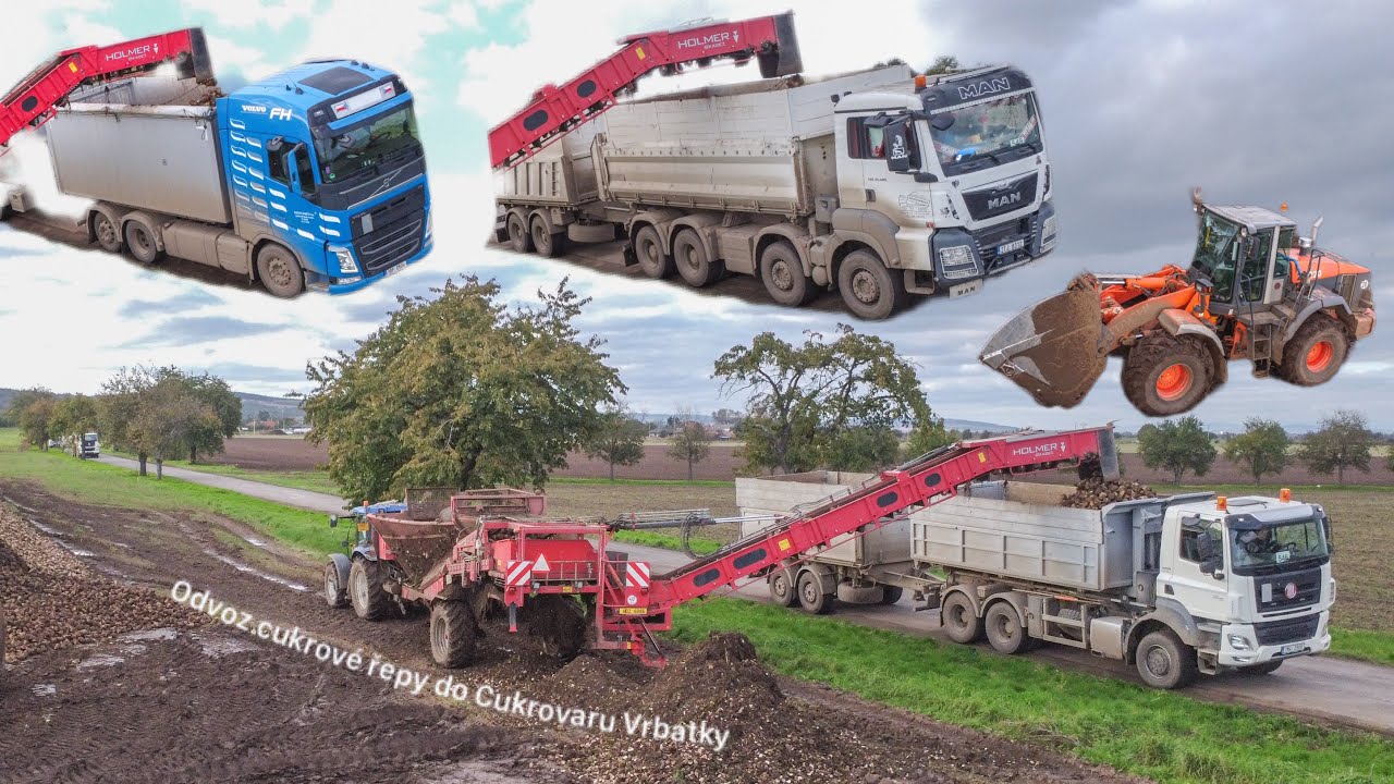 Nakládka a čištění cukrové řepy 2024 |New Holand T6020 + HOLMER RRL 200 | HITACHI ZW 200