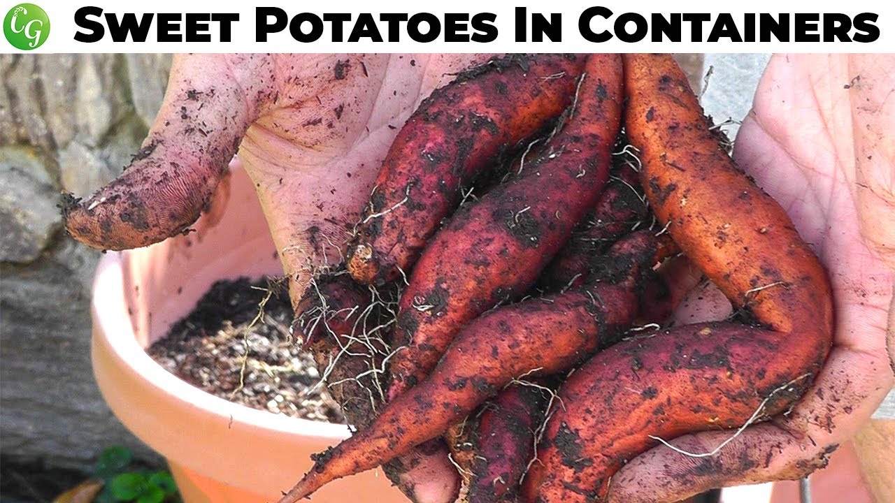 How To Grow Sweet Potatoes in Containers -  Growing Guide, Tips and Harvest