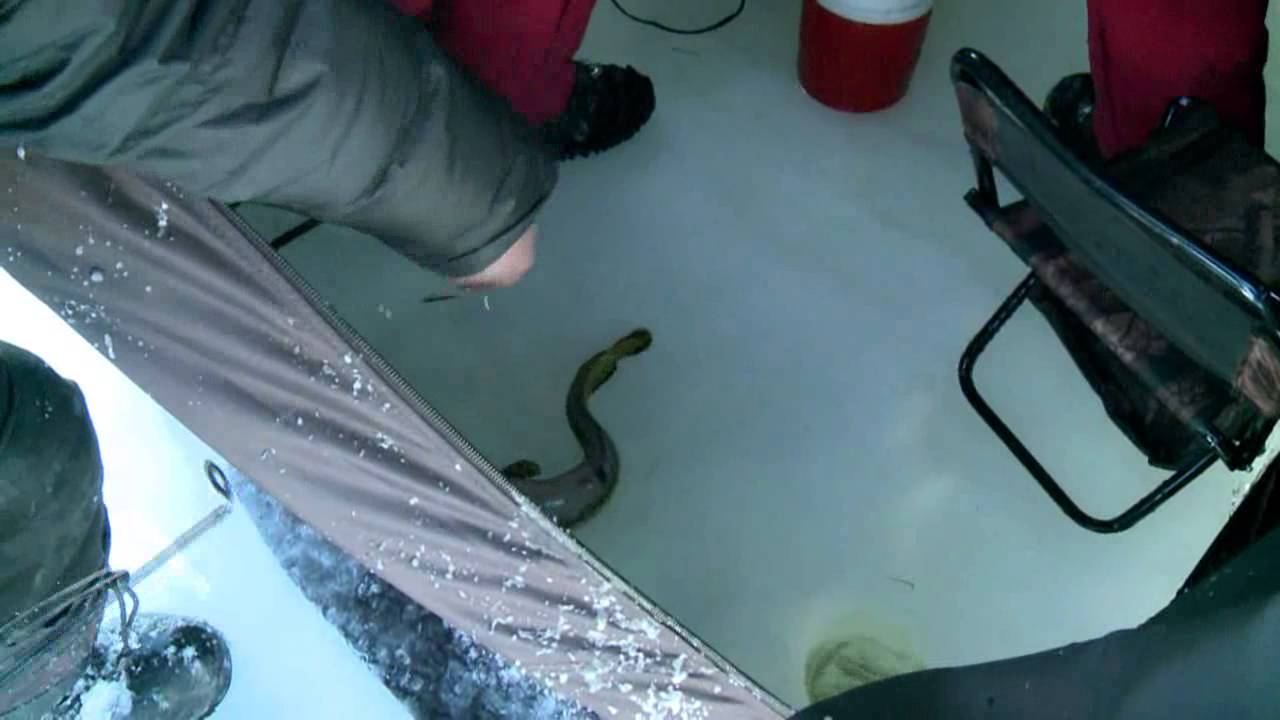 Hamtdaa zagaschilya 2013 02 10 HD EFIR