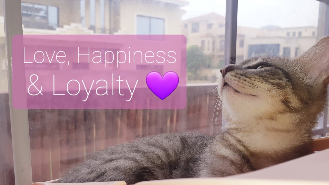 Cute cats ❤ Our pets 💛 our perfect companions 💜 Our friends