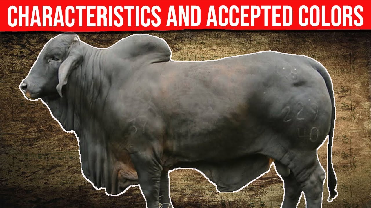 ⭕ BRAHMAN BREED Characteristics And Accepted Colors ✅ Biggest Bulls And Cow