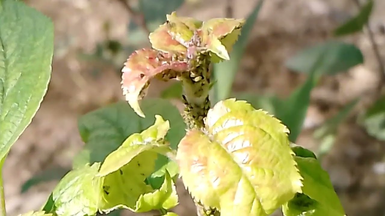How to treat greenfly attack on plants | Aphids attack treatment