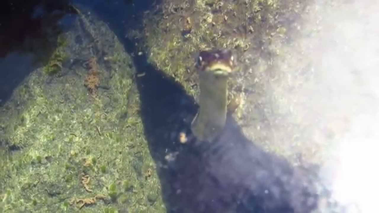 Snake Under Water