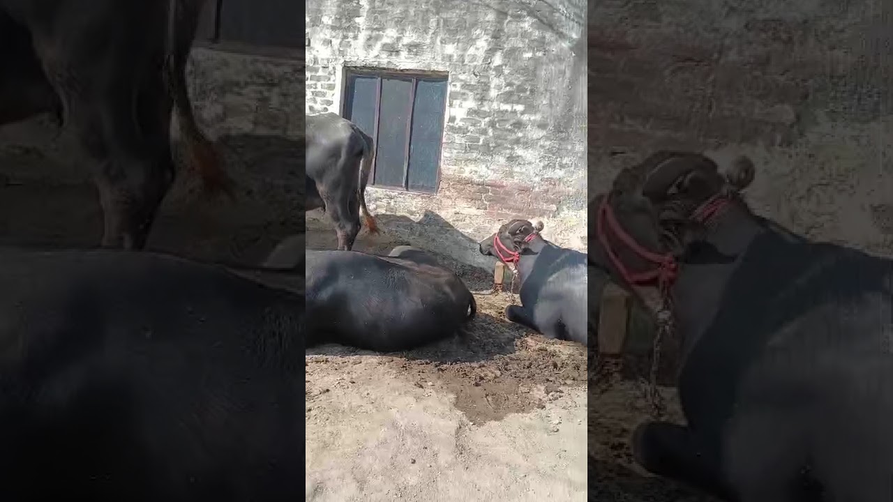 Buffalo video with Buffalo family