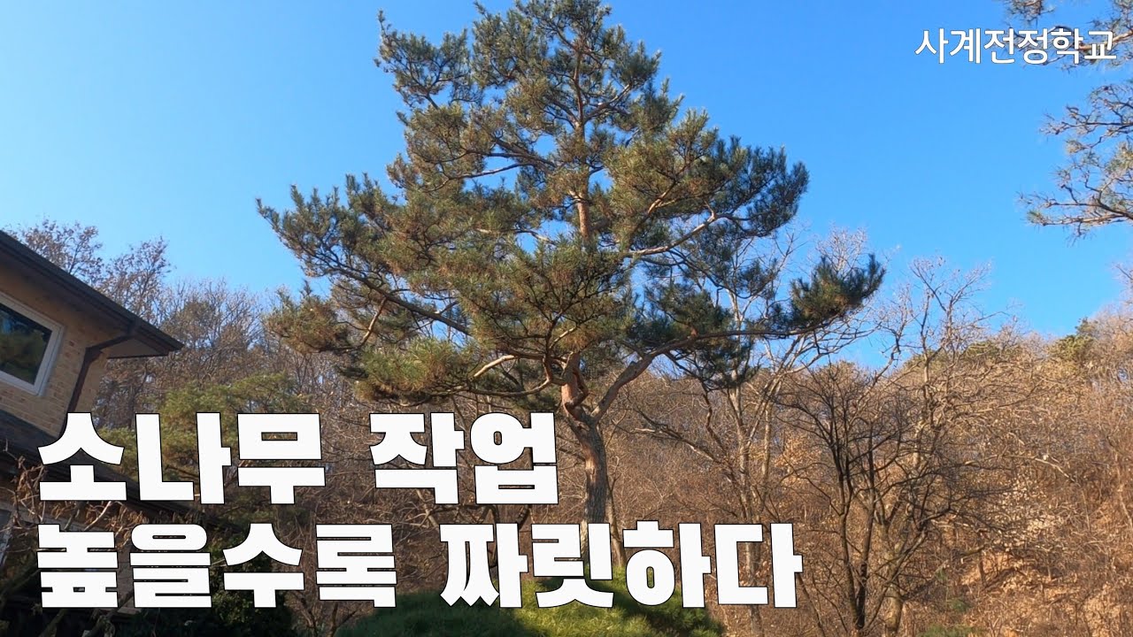 소나무 작업 높을수록 짜릿하다. #161사계전정학교 23 .12. 08