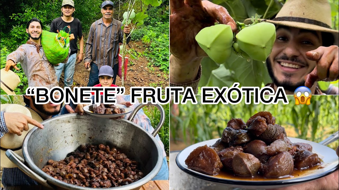 Corte de “BONETES”|Haciéndolos ENMIELADOS|Fruta exótica de talla mundial 😱