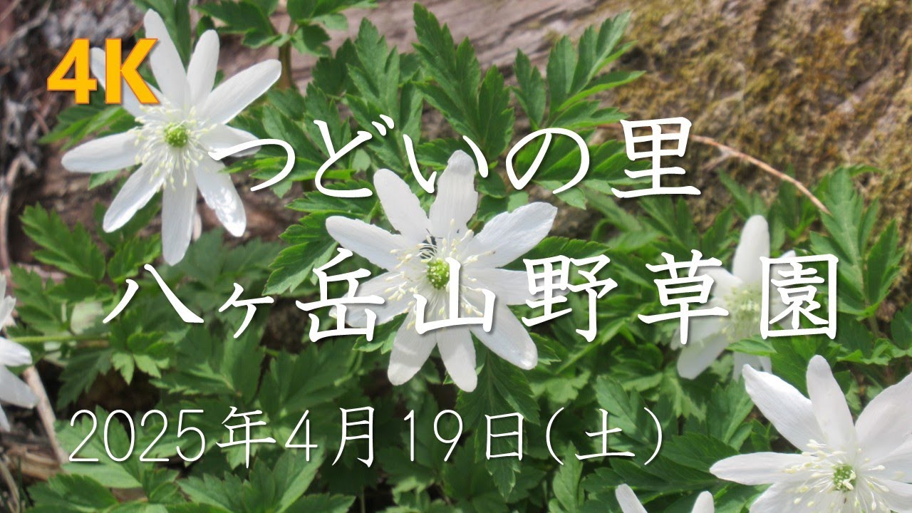 【4K】つどいの里 八ヶ岳山野草園－2025年4月19日(土)