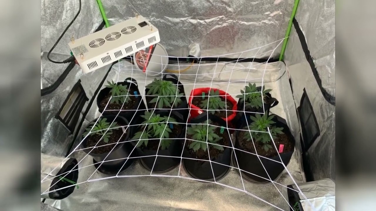 Stretchy Nets Grower Flexible Trellis net for Grow Tents