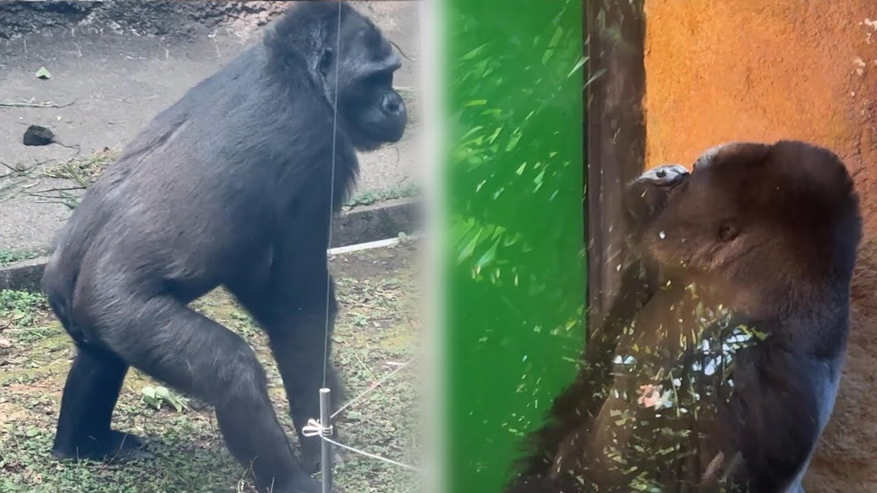 gorilla 雌ゴリラを見つけたハオコの反応【2026年‎1月23日】【上野動物園】ゴリラ💗