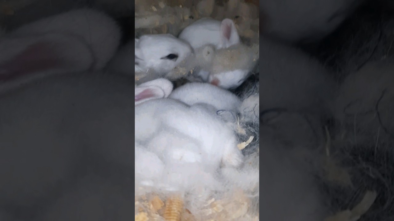 #animals #conejos #rabbit #natural