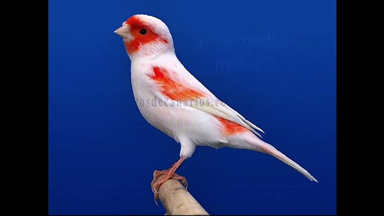 Vermelho mosaico cantando pra ensinar filhote 