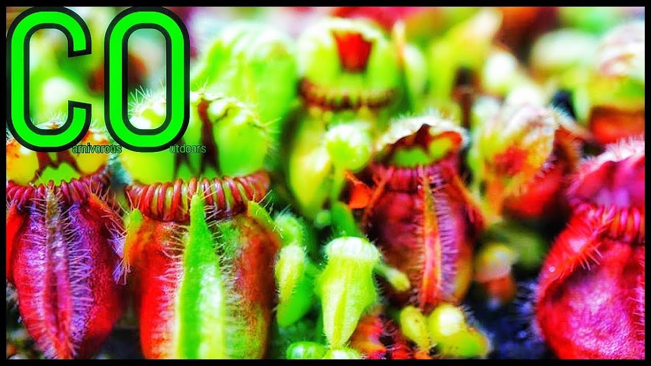 Cephalotus Care Guide (carnivorous plant) - episode 6