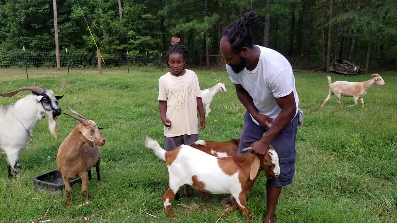 Deworming the Goats for optimal Health