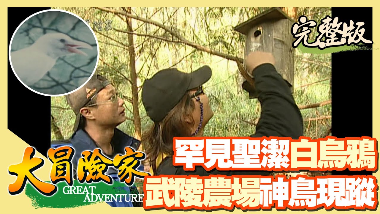 【大冒險家】 武陵農場 白烏鴉尋蹤記（水蜜桃／金線蓮／發現蛇虎頭蜂窩／湮聲瀑布）│2001.05.14│76集完整版