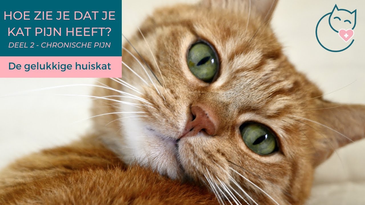 PIJN HERKENNEN BIJ JE KAT - DEEL 2, CHRONISCHE PIJN - De gelukkige huiskat | Kattengedrag