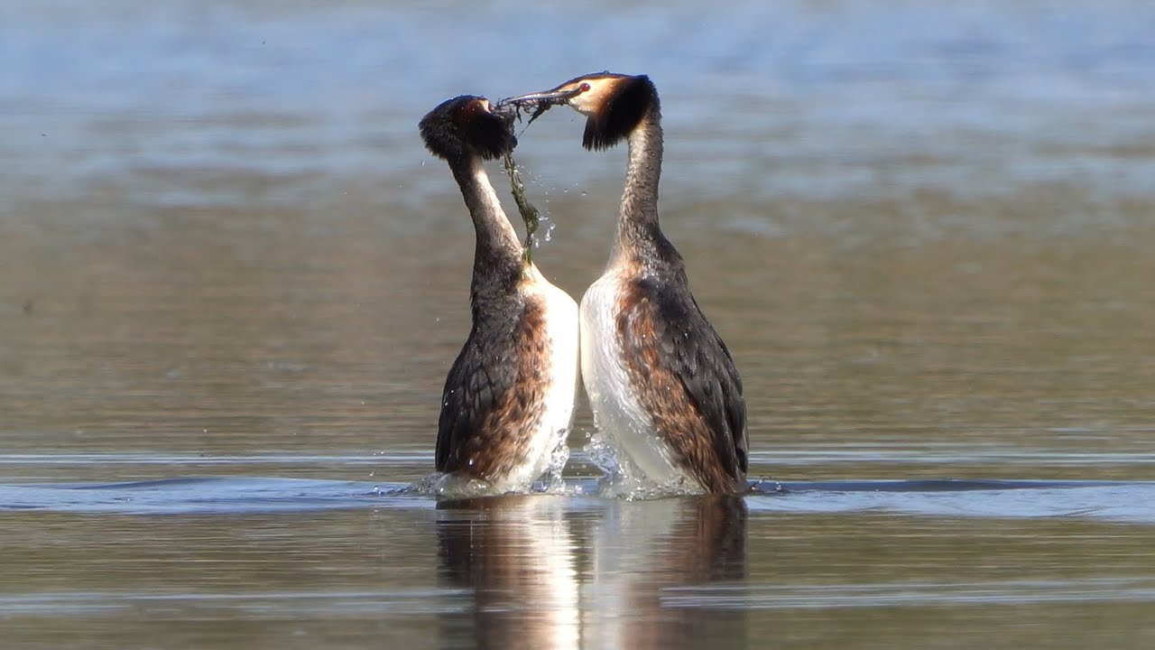 4K Taniec wodorost&oacute;w w całości /Grebe weed dance in full / Podiceps cristatus