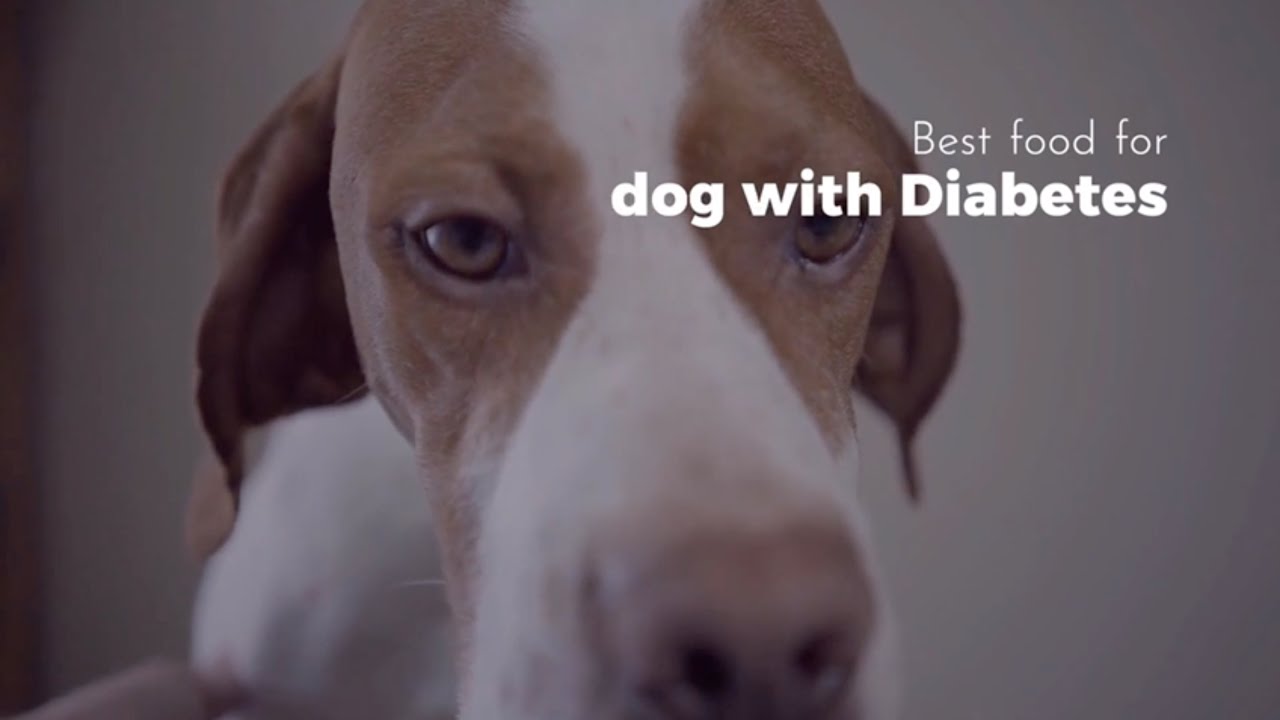 What is the best food for a dog with diabetes?