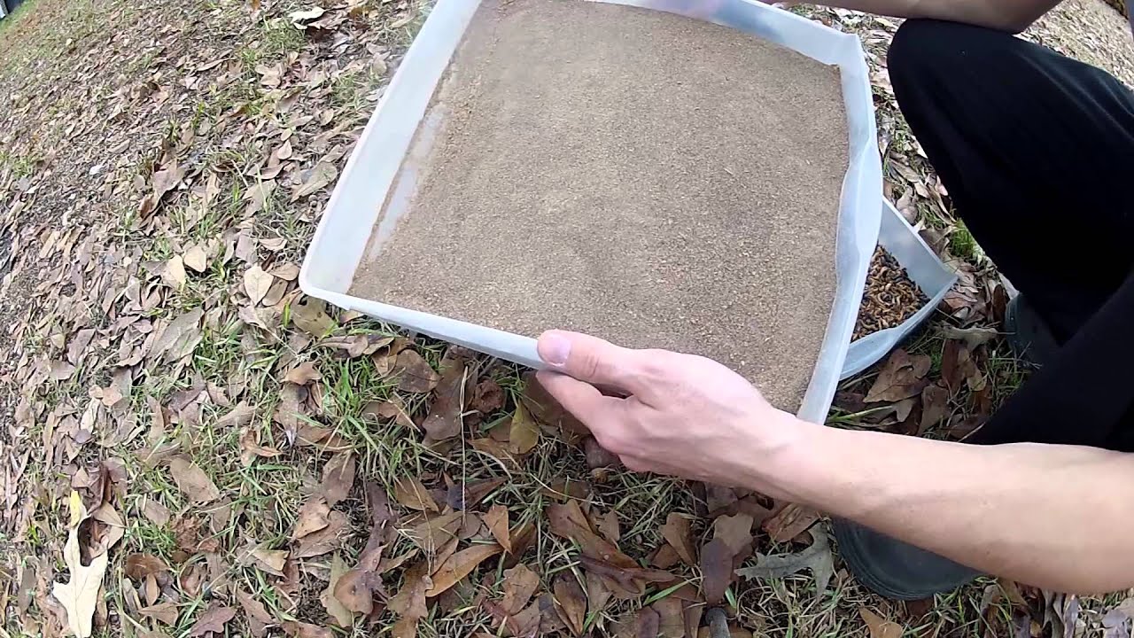 Mealworm Cleaning and Feeding