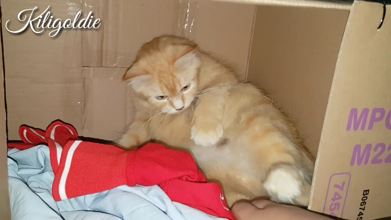 Persiapan Kucing Melahirkan | #CAT5