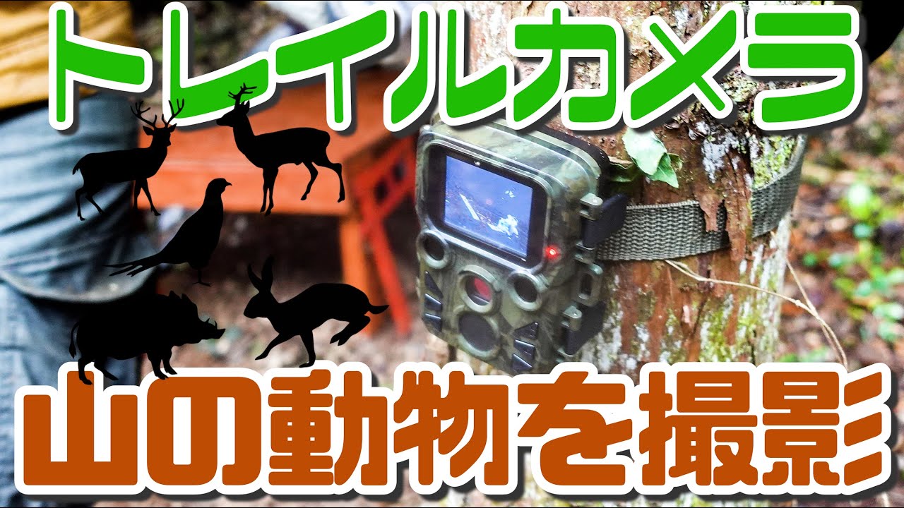 小型のトレイルカメラ（防犯カメラ）で山の動物を撮影できるか？！