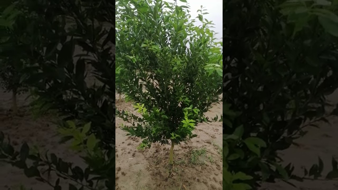 পাকিস্তানি কমলা এবং থাই ২ কমলা