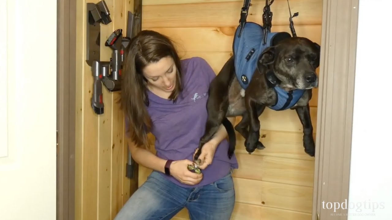 How To Clip Dog Nails When They Won't Stay Still