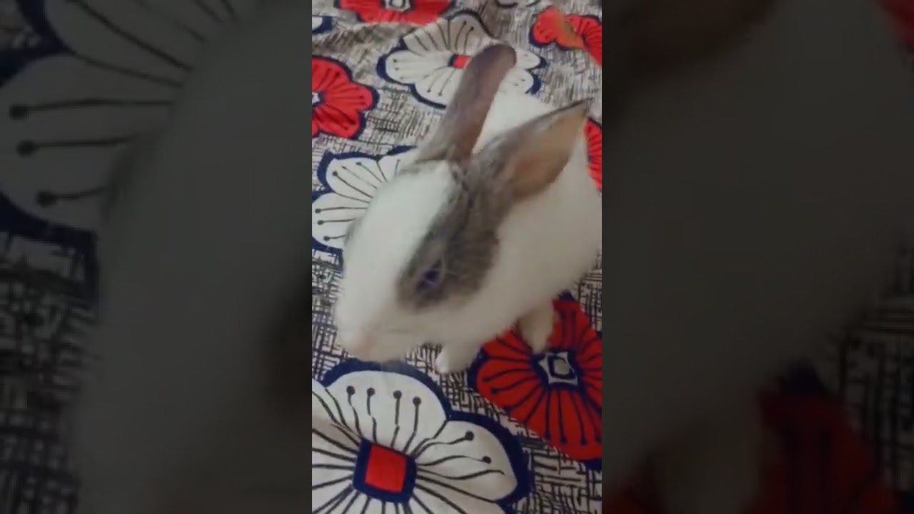 hello hunny bunny 😘😘