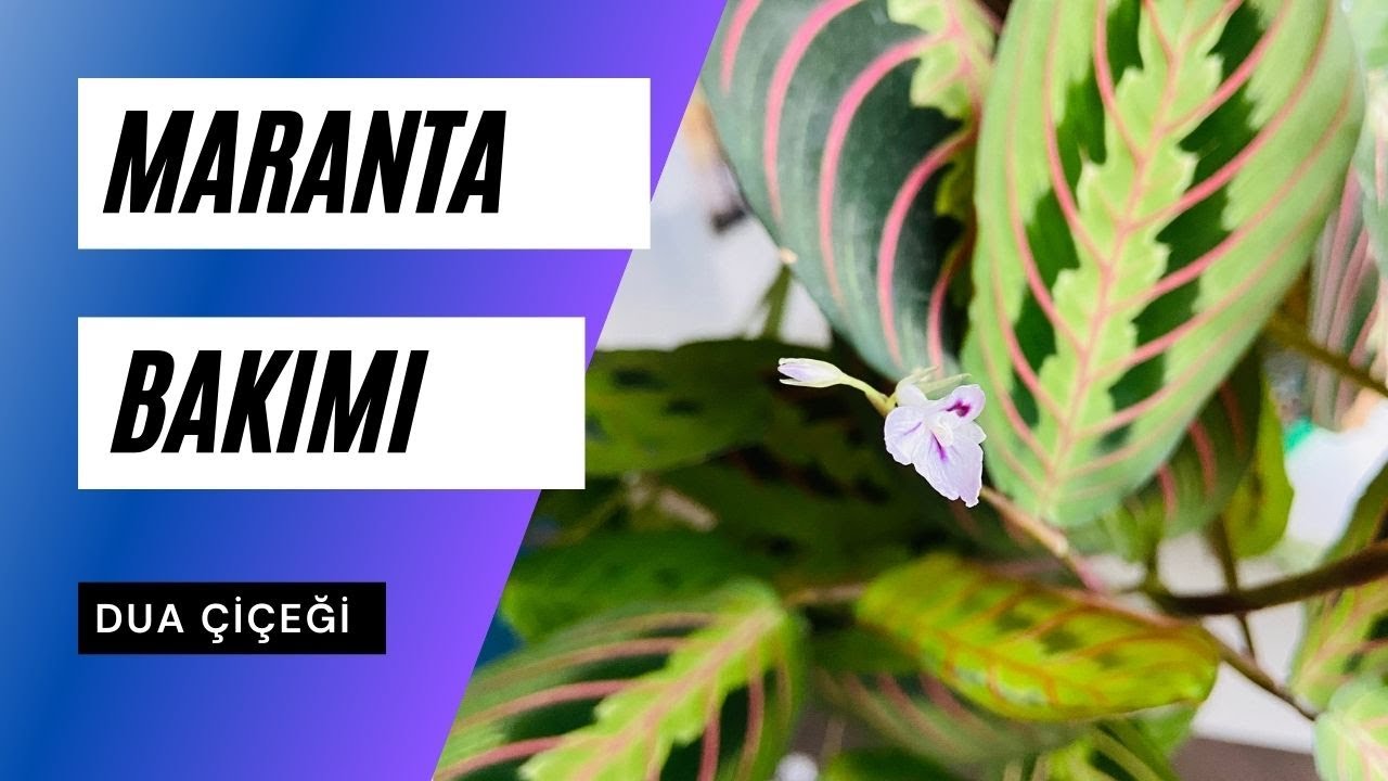 Maranta /Dua Çiçeği Bakımı Temel Bilgiler |  Ev Yeşili 👩‍🌾